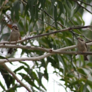 Melithreptus brevirostris at Mongarlowe, NSW - 10 Nov 2019