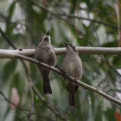 Melithreptus brevirostris at Mongarlowe, NSW - 10 Nov 2019 04:57 PM