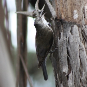 Cormobates leucophaea at Mongarlowe, NSW - 10 Nov 2019 04:15 PM