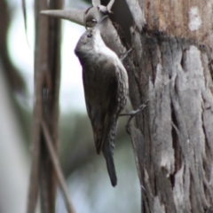 Cormobates leucophaea at Mongarlowe, NSW - 10 Nov 2019 04:15 PM