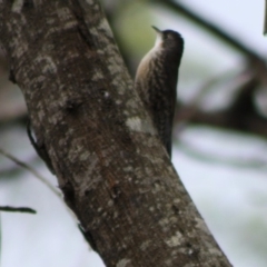 Cormobates leucophaea at Mongarlowe, NSW - 10 Nov 2019 04:15 PM