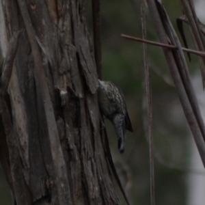 Cormobates leucophaea at Mongarlowe, NSW - 10 Nov 2019 04:15 PM