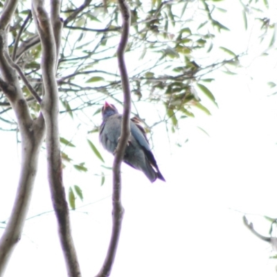 Eurystomus orientalis (Dollarbird) at Mongarlowe River - 10 Nov 2019 by LisaH