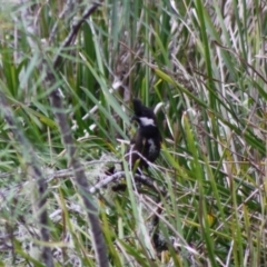 Psophodes olivaceus (Eastern Whipbird) at Mongarlowe River - 10 Nov 2019 by LisaH