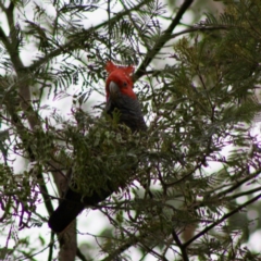 Callocephalon fimbriatum (Gang-gang Cockatoo) at Mongarlowe River - 10 Nov 2019 by LisaH