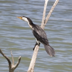 Microcarbo melanoleucos at Michelago, NSW - 30 Sep 2019 10:50 AM