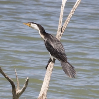 Microcarbo melanoleucos (Little Pied Cormorant) at Michelago, NSW - 30 Sep 2019 by Illilanga