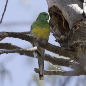 Psephotus haematonotus at Michelago, NSW - 30 Sep 2019