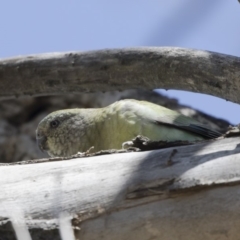 Psephotus haematonotus at Michelago, NSW - 30 Sep 2019 11:36 AM