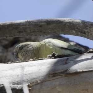 Psephotus haematonotus at Michelago, NSW - 30 Sep 2019