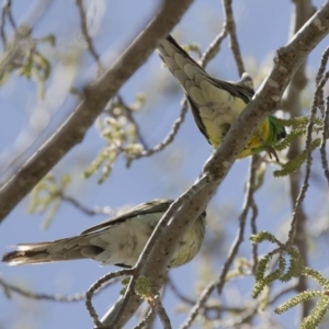 Psephotus haematonotus at Michelago, NSW - 30 Sep 2019