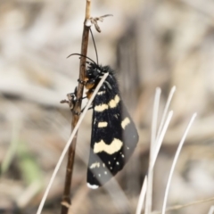 Phalaenoides tristifica (Willow-herb Day-moth) at Michelago, NSW - 30 Sep 2019 by Illilanga