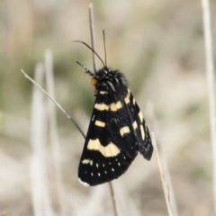 Phalaenoides tristifica at Michelago, NSW - 30 Sep 2019