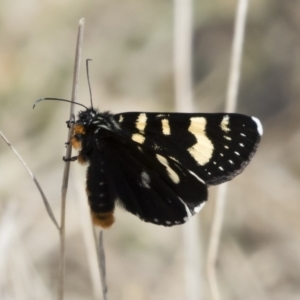 Phalaenoides tristifica at Michelago, NSW - 30 Sep 2019