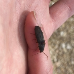 Elateridae sp. (family) at Michelago, NSW - 6 Oct 2019