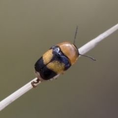 Aporocera (Aporocera) flaviventris (A case bearing leaf beetle) at Michelago, NSW - 5 Apr 2019 by Illilanga