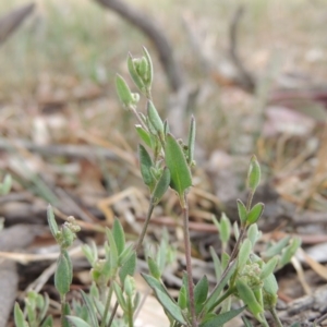 Einadia nutans at Tuggeranong DC, ACT - 2 Nov 2019