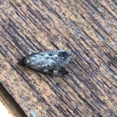 Barea (genus) (A concealer moth) at Aranda, ACT - 11 Nov 2019 by Jubeyjubes