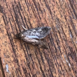 Barea (genus) at Aranda, ACT - 11 Nov 2019 11:07 AM