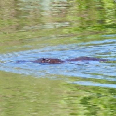 Ornithorhynchus anatinus (Platypus) at Bega, NSW - 10 Nov 2019 by MatthewHiggins