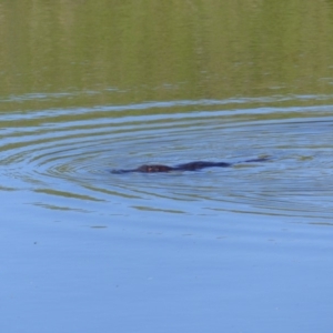 Ornithorhynchus anatinus at Bega, NSW - 11 Nov 2019 09:29 AM