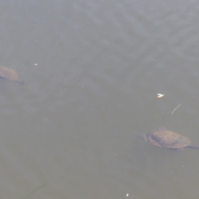 Chelodina longicollis (Eastern Long-necked Turtle) at Bega, NSW - 11 Nov 2019 by MatthewHiggins