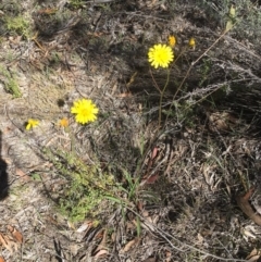 Picris angustifolia subsp. angustifolia at Royalla, NSW - 11 Nov 2018 by Wandiyali