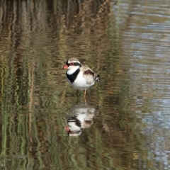 Charadrius melanops (Black-fronted Dotterel) at Bowral, NSW - 5 Nov 2019 by Snowflake