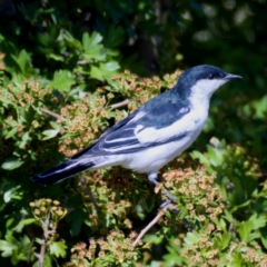 Lalage tricolor (White-winged Triller) at Tuggeranong DC, ACT - 10 Nov 2019 by Marthijn