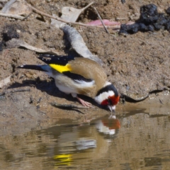 Carduelis carduelis (European Goldfinch) at Tuggeranong DC, ACT - 11 Nov 2019 by Marthijn