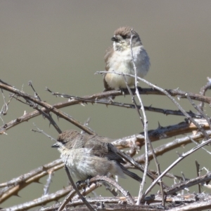 Aphelocephala leucopsis at Tuggeranong DC, ACT - 11 Nov 2019 09:31 AM