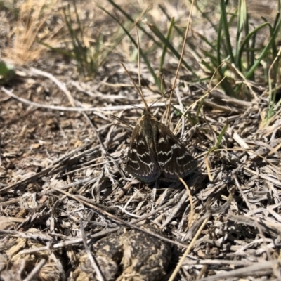 Synemon plana (Golden Sun Moth) at Throsby, ACT - 11 Nov 2019 by JasonC