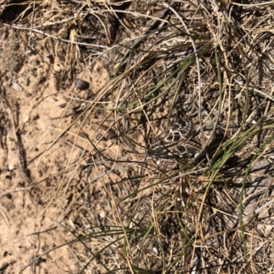 Synemon plana (Golden Sun Moth) at Throsby, ACT - 11 Nov 2019 by JasonC