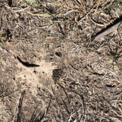 Synemon plana (Golden Sun Moth) at Throsby, ACT - 11 Nov 2019 by JasonC