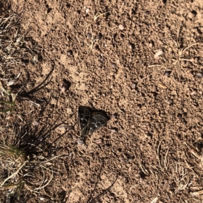 Synemon plana (Golden Sun Moth) at Throsby, ACT - 11 Nov 2019 by JasonC