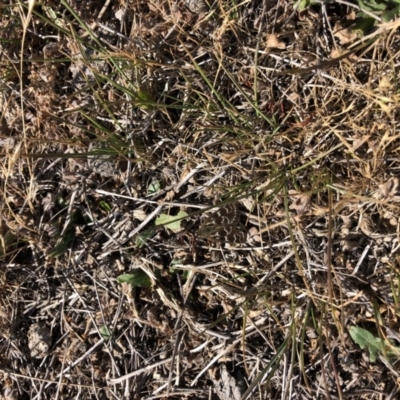 Synemon plana (Golden Sun Moth) at Throsby, ACT - 11 Nov 2019 by JasonC