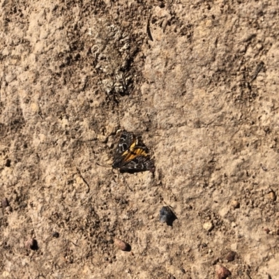 Synemon plana (Golden Sun Moth) at Throsby, ACT - 11 Nov 2019 by JasonC