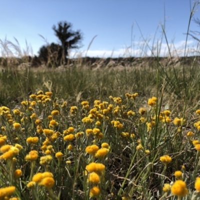 Chrysocephalum apiculatum (Common Everlasting) at Throsby, ACT - 11 Nov 2019 by JasonC