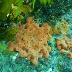 Unidentified Marine Invertebrate at Bawley Point, NSW - 11 Nov 2019 by GLemann