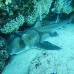 Heterodontus portusjacksoni (Port Jackson Shark) at Bawley Point, NSW - 11 Nov 2019 by GLemann