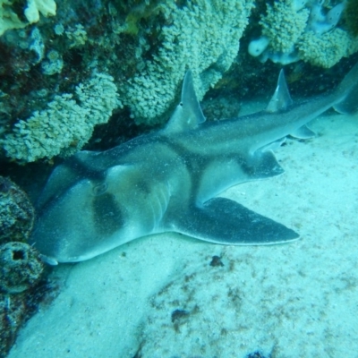 Heterodontus portusjacksoni (Port Jackson Shark) at Bawley Point, NSW - 11 Nov 2019 by GLemann