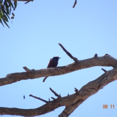 Artamus superciliosus (White-browed Woodswallow) at Majura, ACT - 5 Nov 2019 by TomT