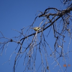 Gerygone olivacea (White-throated Gerygone) at Majura, ACT - 5 Nov 2019 by TomT