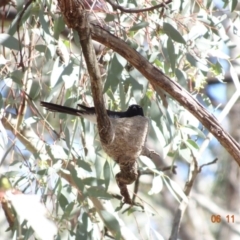 Rhipidura leucophrys (Willie Wagtail) at Pialligo, ACT - 5 Nov 2019 by TomT