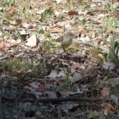 Acanthiza reguloides (Buff-rumped Thornbill) at Mount Ainslie - 6 Nov 2019 by TomT