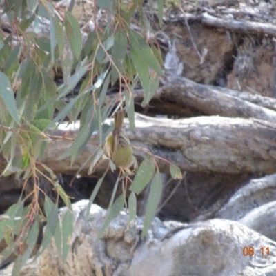 Melithreptus brevirostris (Brown-headed Honeyeater) at Majura, ACT - 5 Nov 2019 by TomT
