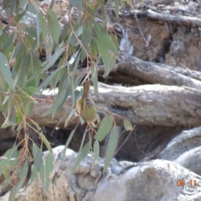 Melithreptus brevirostris (Brown-headed Honeyeater) at Campbell Park Woodland - 5 Nov 2019 by TomT