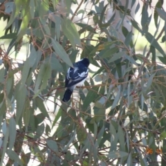 Lalage tricolor (White-winged Triller) at Mount Ainslie - 5 Nov 2019 by TomT