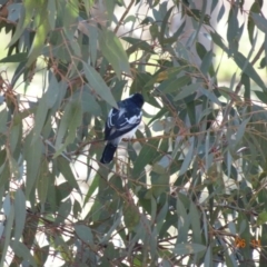 Lalage tricolor (White-winged Triller) at Mount Ainslie - 6 Nov 2019 by TomT