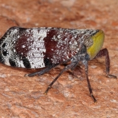 Platybrachys decemmacula (Green-faced gum hopper) at Kambah, ACT - 11 Nov 2019 by Marthijn